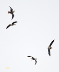 Greater White fronted Geese 1522